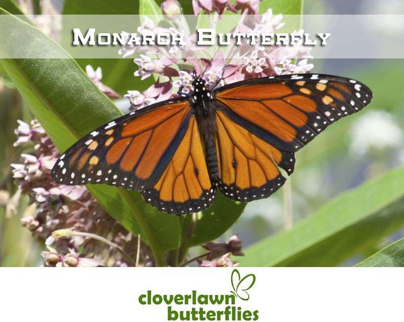 Cloverlawn Butterflies | Orlando, FL 32806, USA | Phone: (407) 896-8389