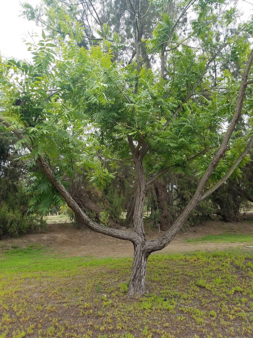 Tijuana River Valley Regional Park Community Garden | 2100 Hollister St, San Diego, CA 92154, USA | Phone: (619) 592-7078