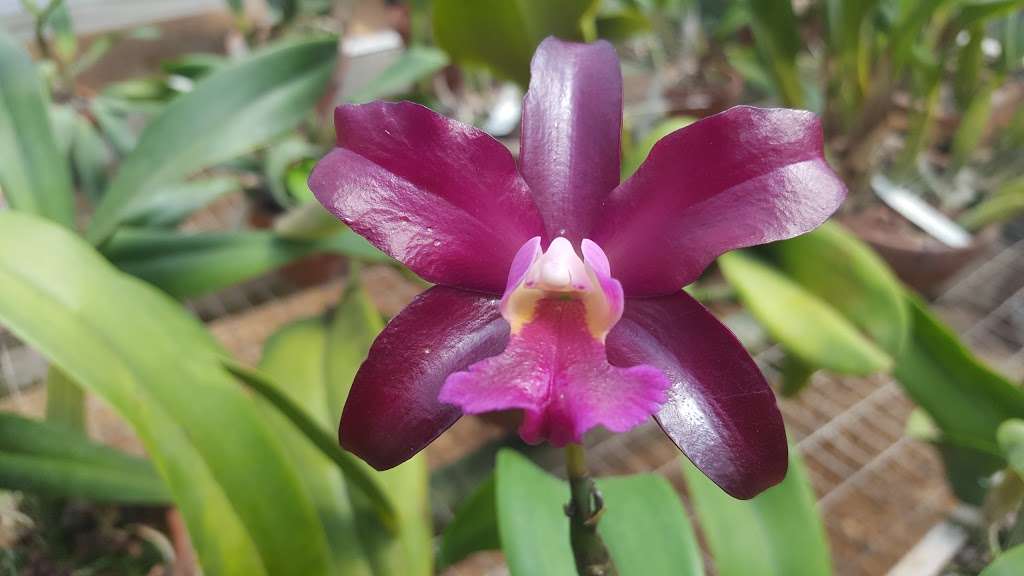 E D Huntington Orchids and Tropicals | 14003 Dublin Square, San Antonio, TX 78217, USA | Phone: (210) 844-2549