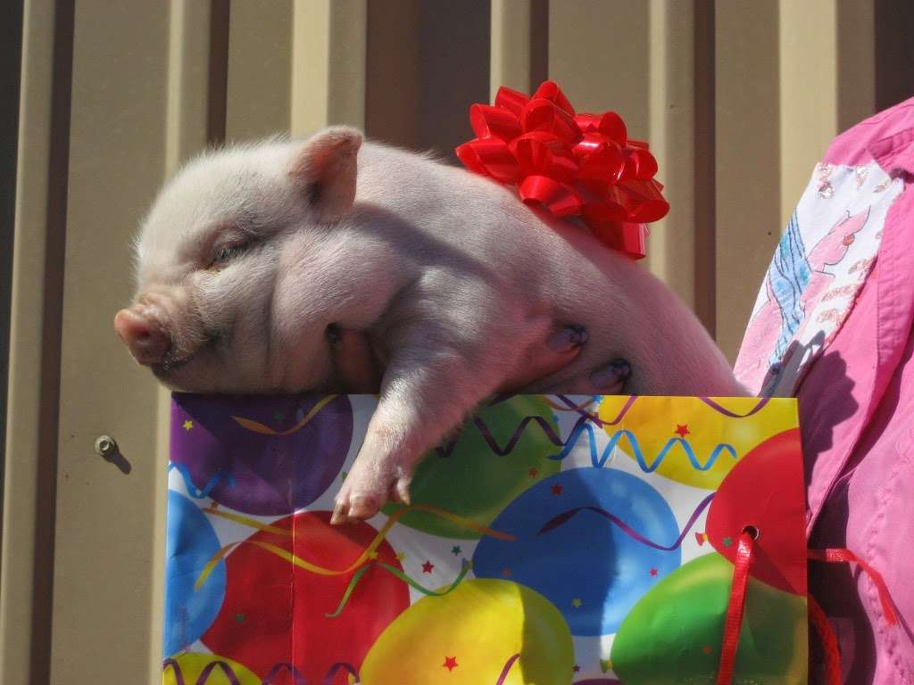 Best Little Potbelly Pig House in Texas | 9030 Western St, Beach City, TX 77523, USA | Phone: (281) 383-3669