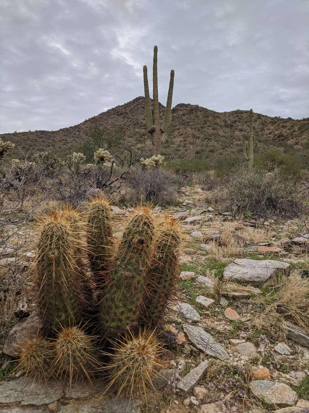 McDowell Sonoran Preserve | Saguaro Loop Trail, Scottsdale, AZ 85255, USA