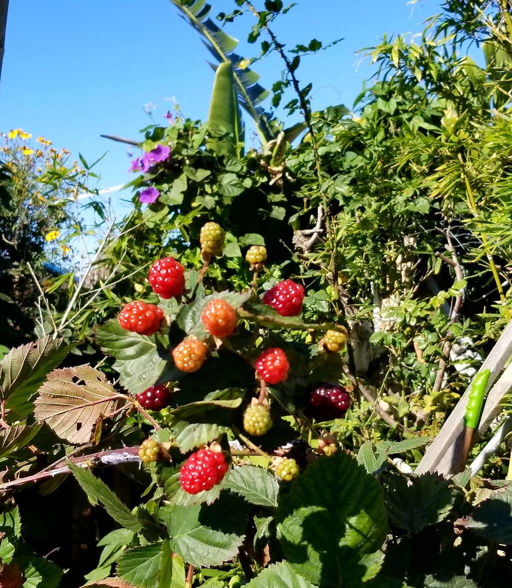 Tijuana River Valley Regional Park Community Garden | 2100 Hollister St, San Diego, CA 92154, USA | Phone: (619) 592-7078