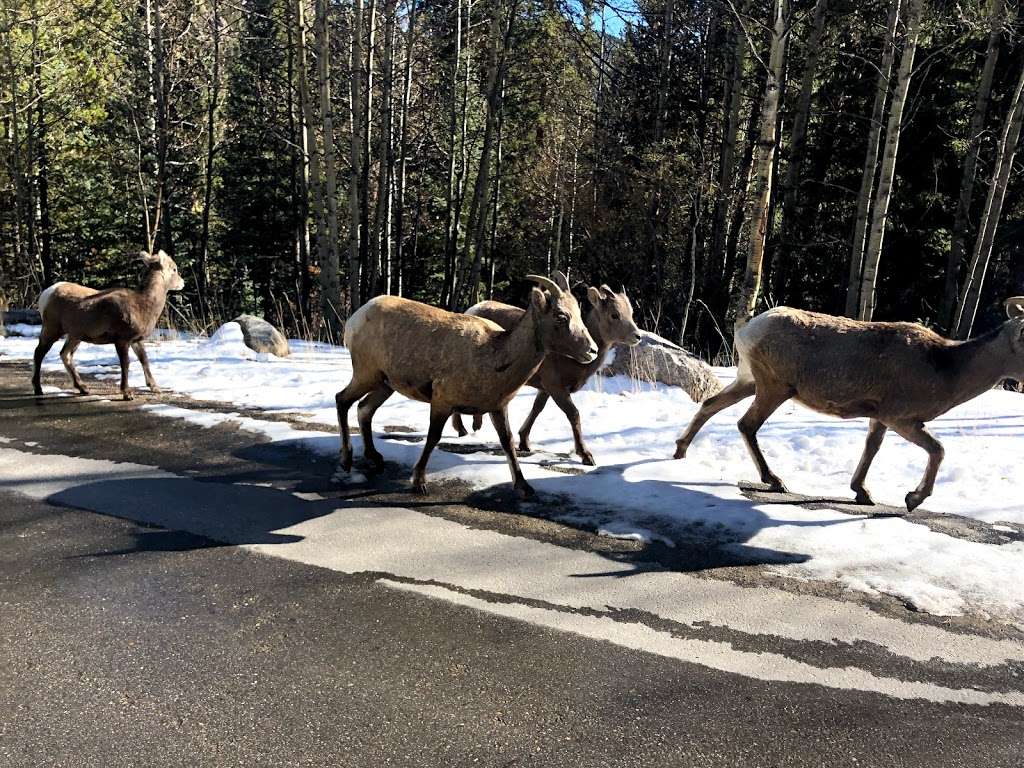 Scott Gomer creek access and trail | Co Rd 62, Grant, CO 80448, USA