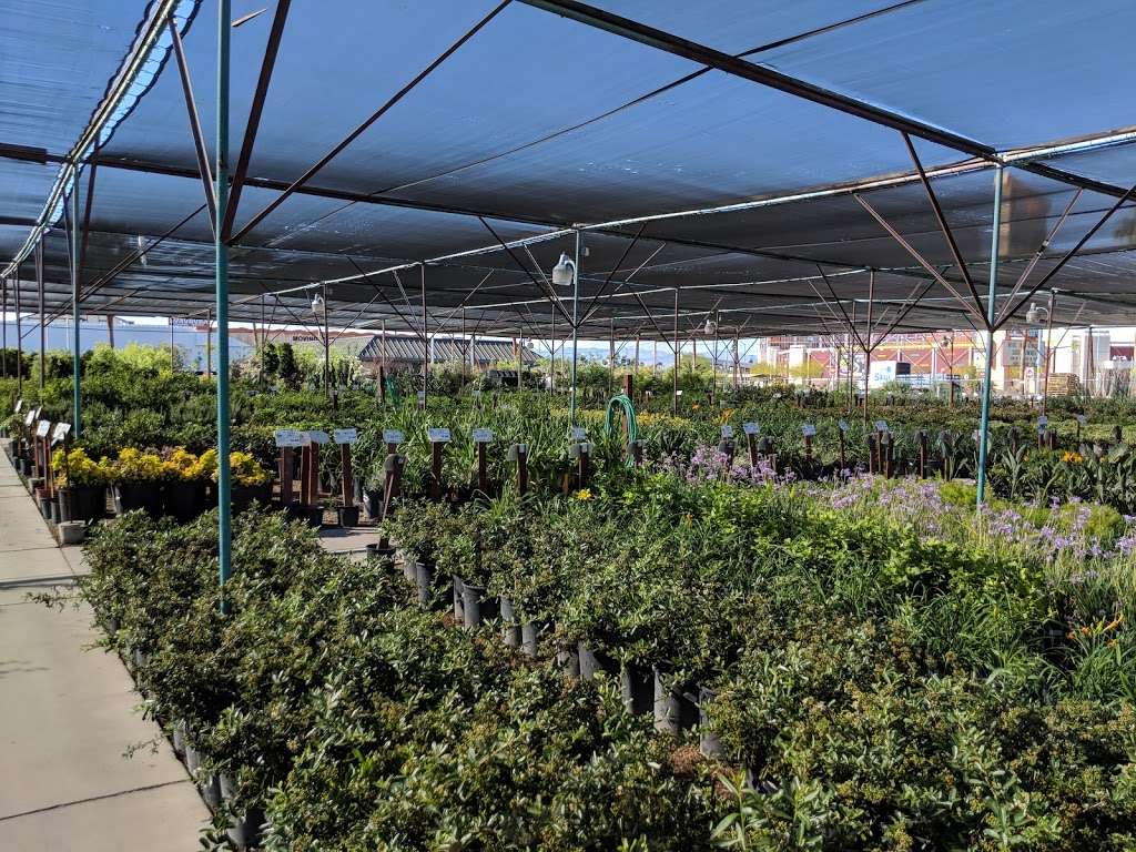 Star Nursery Inc | 6008, 5340 Boulder Hwy, Las Vegas, NV 89122, USA | Phone: (702) 435-7827