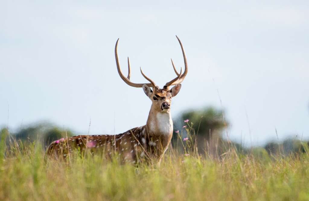 Fox Brown Outfitters | 7600 SW Fox Brown Rd, Indiantown, FL 34956, USA | Phone: (772) 597-5900