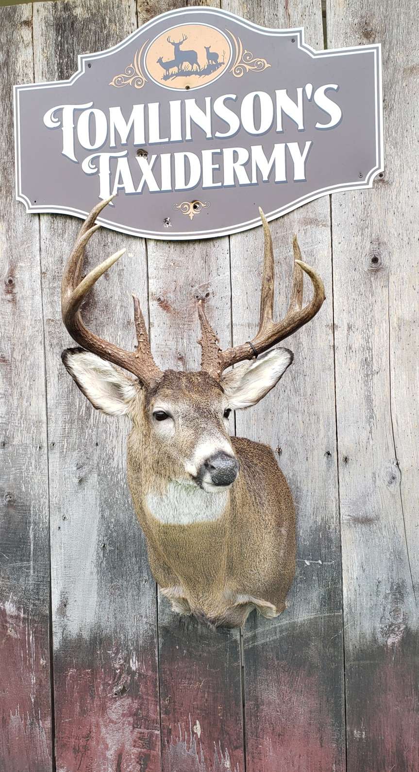 tomlinson taxidermy | W346S3022 Holland Ct, Oconomowoc, WI 53066, USA | Phone: (262) 470-2100