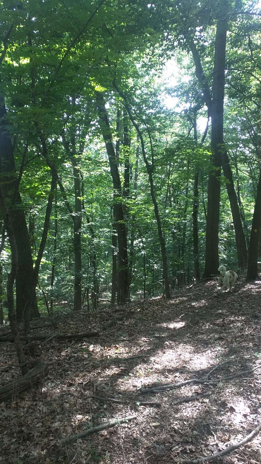 Diamond Rock Preserve | Chautauqua Trail, Malvern, PA 19355, USA