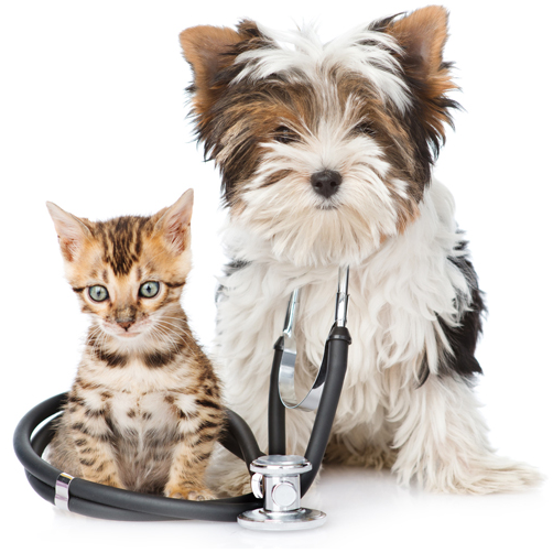 All Creatures Veterinary Service, LLC | 1828 Conowingo Rd suite d, Rising Sun, MD 21911, USA | Phone: (410) 658-9911