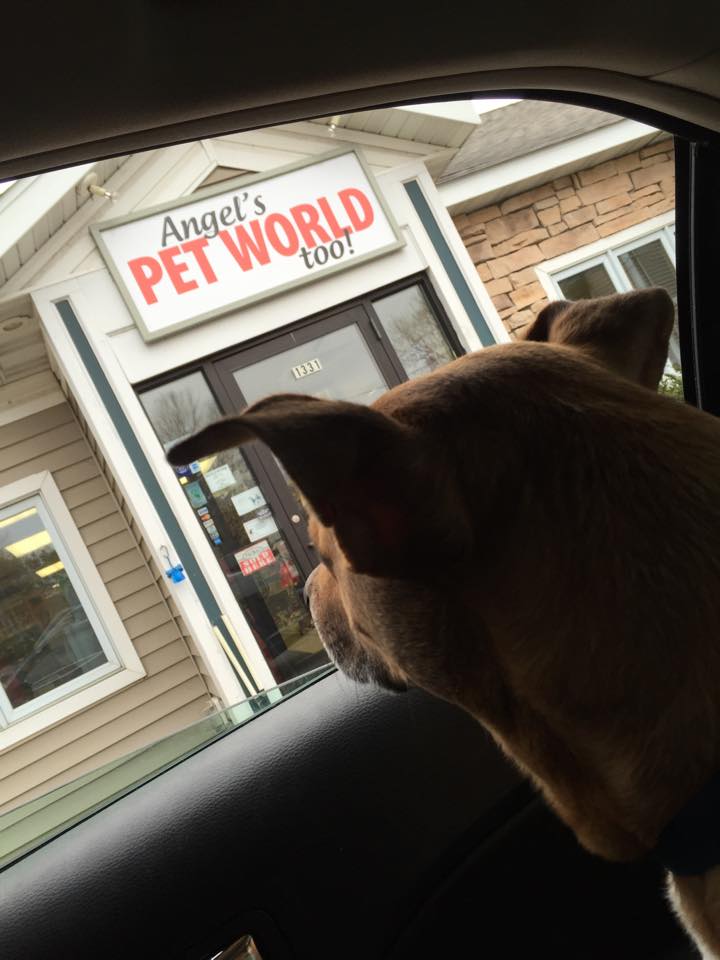 Angels Pet World Too | 1331 N Main St, River Falls, WI 54022, USA | Phone: (715) 629-7442