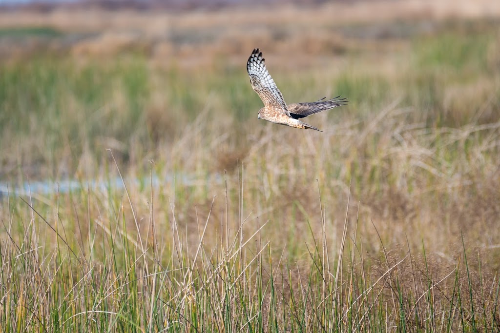 Kern National Wildlife Refuge | 10811 Corcoran Rd, Wasco, CA 93280, USA | Phone: (661) 725-2767