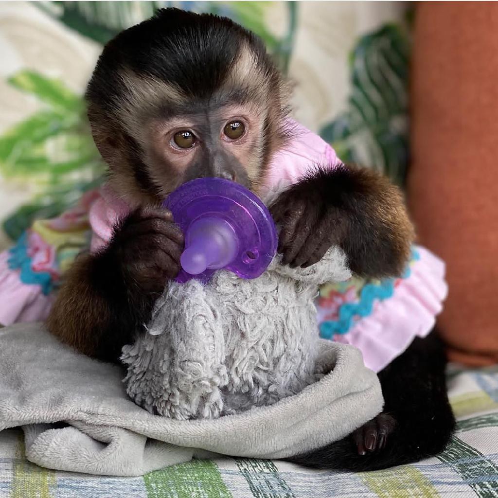 CAPUCHIN MONKEY FOR SALE | 6451moonhill Dr, Dallas, TX 75241, USA | Phone: (254) 244-2821