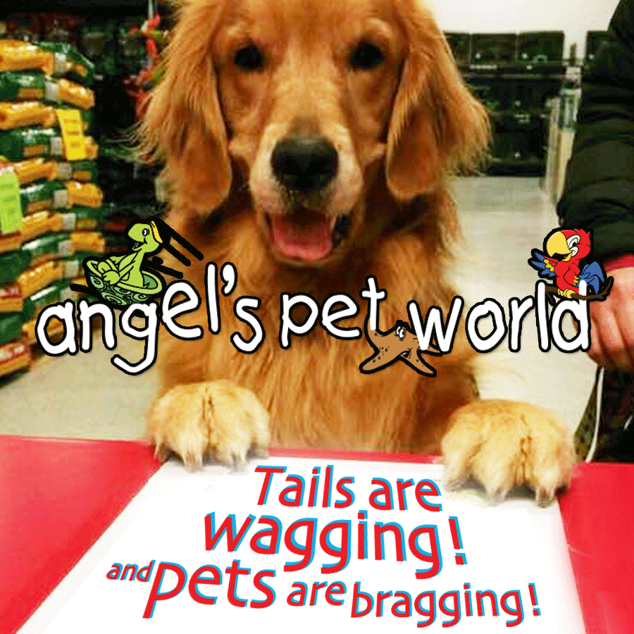 Angels Pet World Too | 1331 N Main St, River Falls, WI 54022, USA | Phone: (715) 629-7442