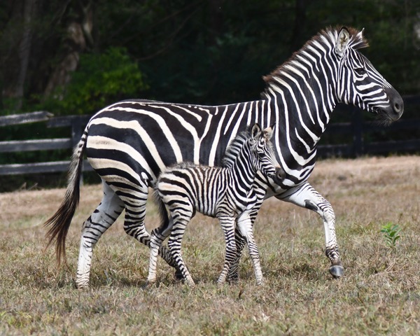 Liberty Acres Conservation & Education | 8798 Sylvan Rd, Liberty, NC 27298, USA | Phone: (336) 264-1680