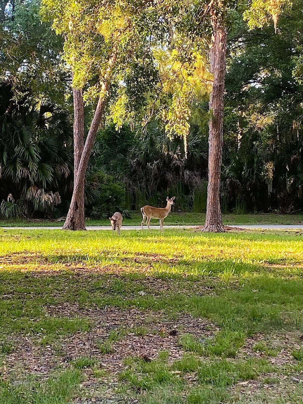 John Chesnut Sr. Park | 2200 E Lake Rd S, Palm Harbor, FL 34685, USA | Phone: (727) 582-2100