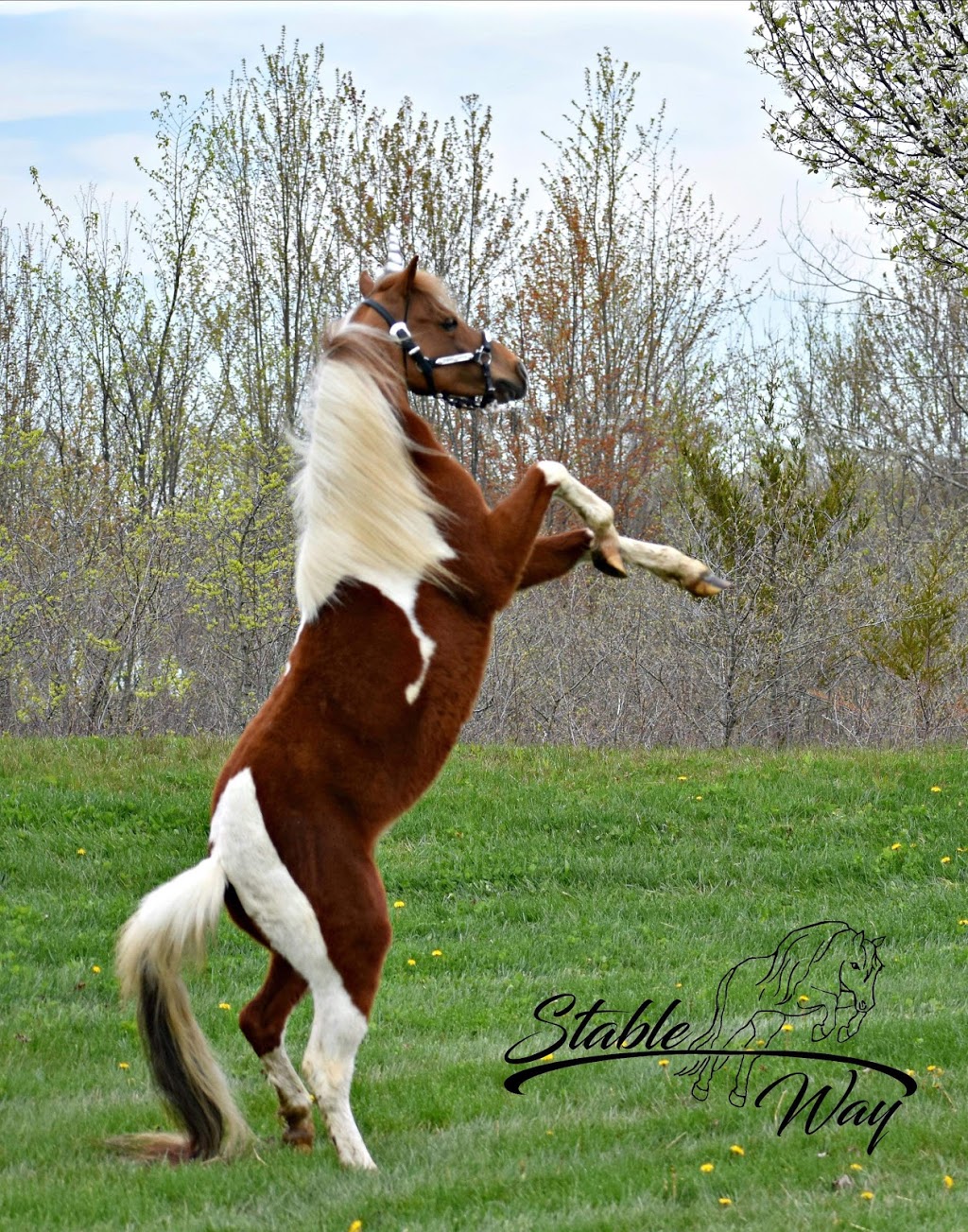 Stable Way Miniature Horse Farm | Armstrong Rd, South Rockwood, MI 48179, USA | Phone: (734) 931-6004