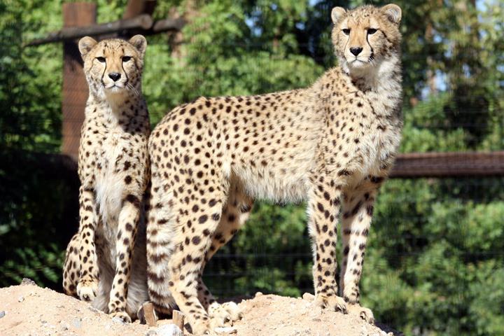 Wildlife World Zoo, Aquarium & Safari Park | 16501 W Northern Ave, Litchfield Park, AZ 85340, USA | Phone: (623) 935-9453