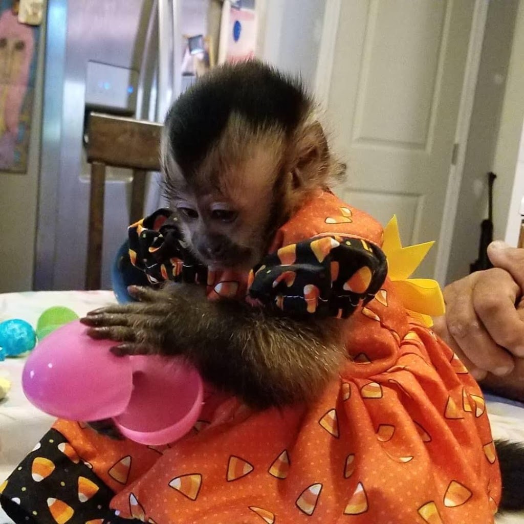 CAPUCHIN MONKEY FOR SALE | 6451moonhill Dr, Dallas, TX 75241, USA | Phone: (254) 244-2821