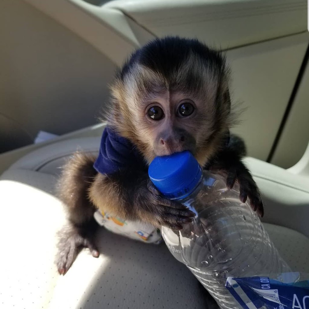 CAPUCHIN MONKEY FOR SALE | 6451moonhill Dr, Dallas, TX 75241, USA | Phone: (254) 244-2821