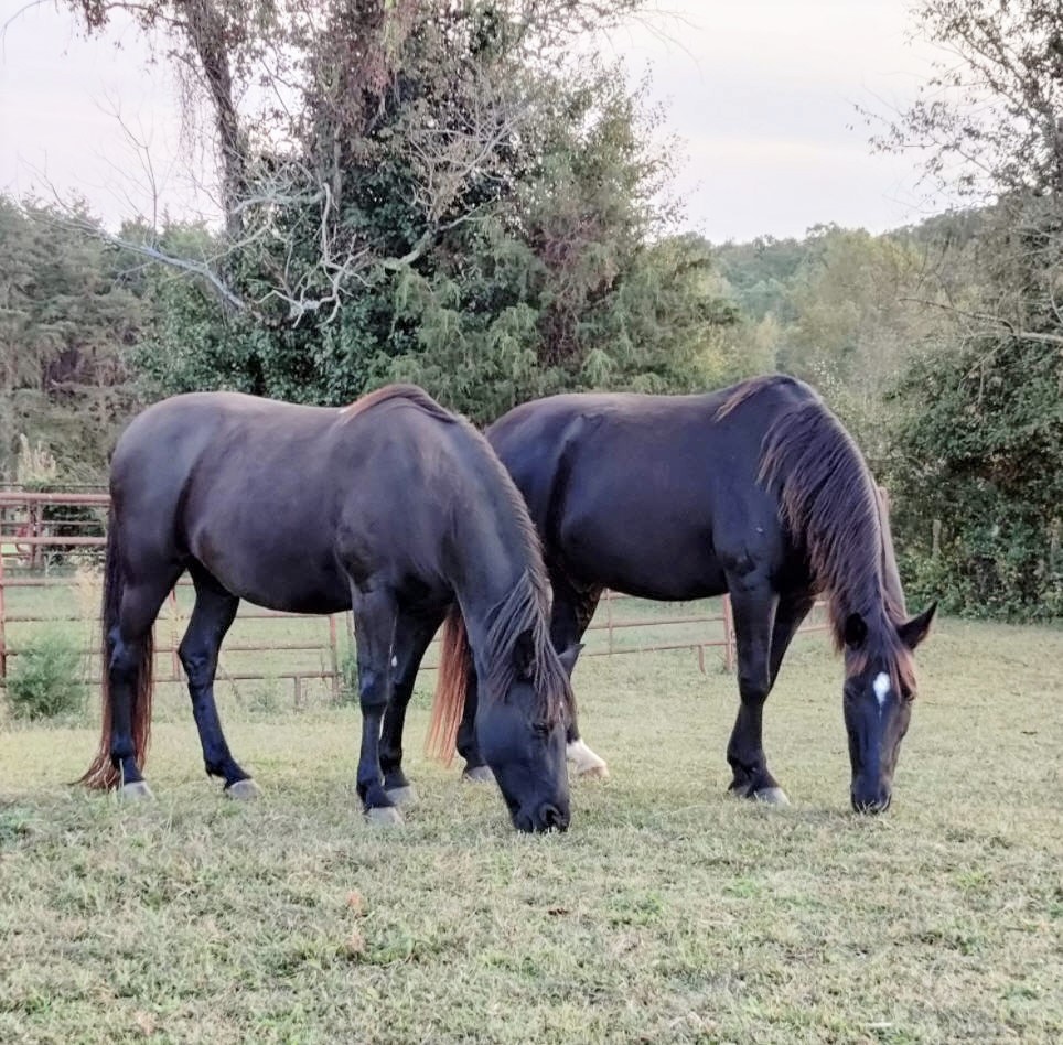 Five Winds Farm Bed and Barn | 130 5 Winds Trail, Pinnacle, NC 27043, USA | Phone: (336) 618-7722