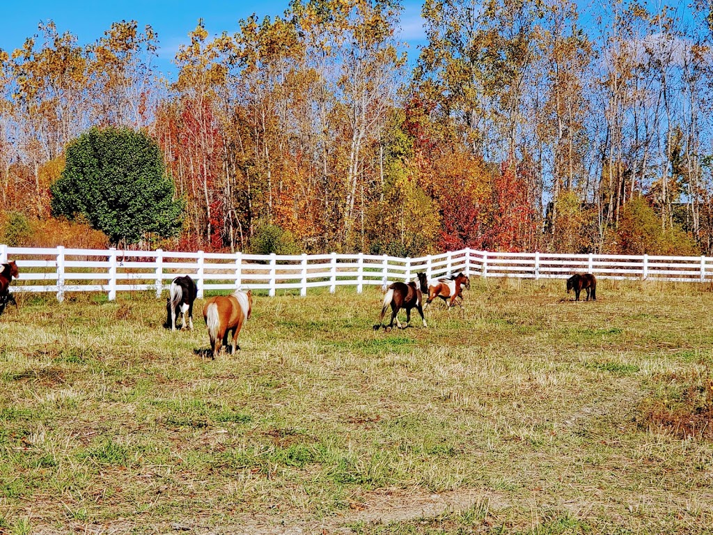 Stable Way Miniature Horse Farm | Armstrong Rd, South Rockwood, MI 48179, USA | Phone: (734) 931-6004