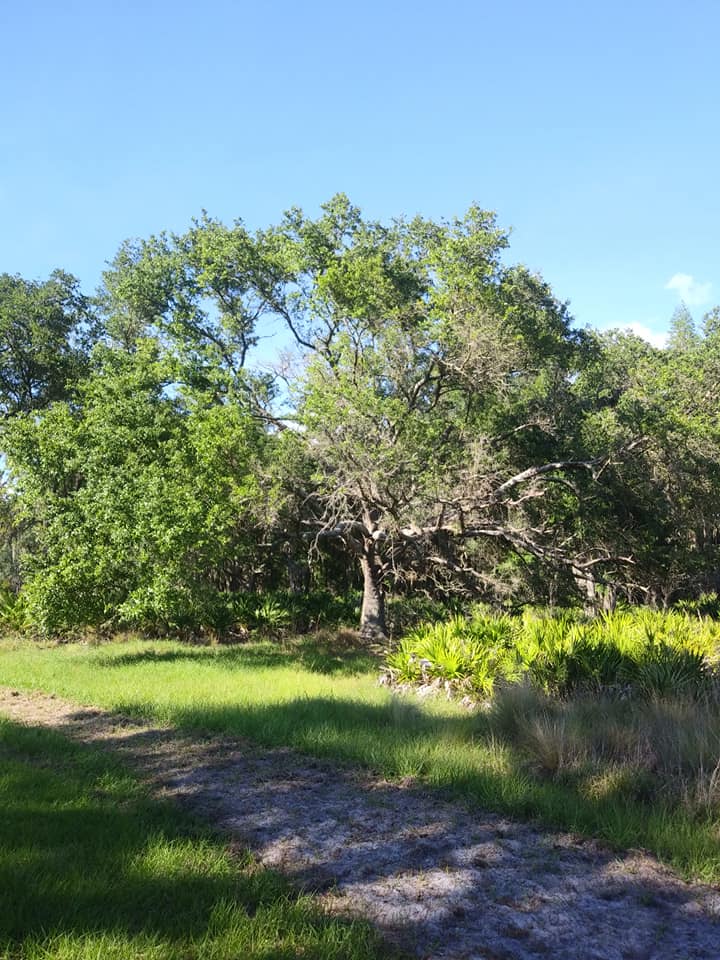 Blackwater Creek Nature Preserve | 2469 Patrinostro Rd, Plant City, FL 33565, USA | Phone: (813) 757-3713