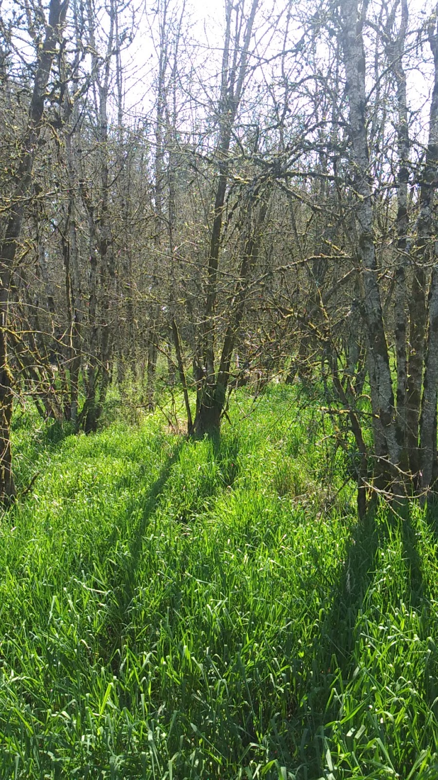 Senecal Creek Greenway | Senecal Creek Dr, Woodburn, OR 97071, USA | Phone: (503) 982-5266