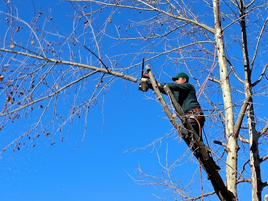 Bronx Tree Pro - Tree Removal, Cutting & Trimming Service | 3175 Wissman Ave, The Bronx, NY 10465, United States | Phone: (718) 450-9292