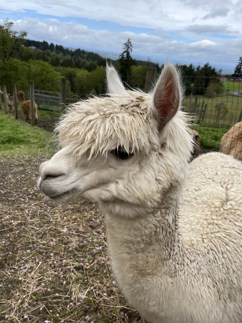 Alpacas of Oregon | 21345 SW Aebischer Rd, Sherwood, OR 97140, USA | Phone: (503) 348-6958