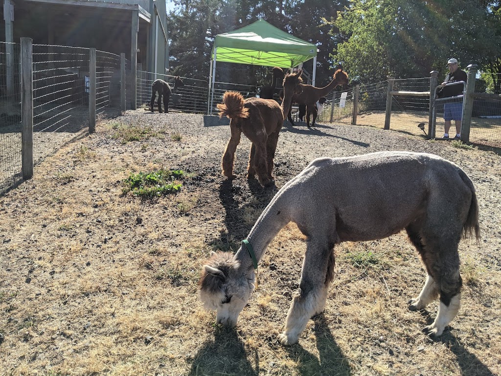 Alpacas of Oregon | 21345 SW Aebischer Rd, Sherwood, OR 97140, USA | Phone: (503) 348-6958