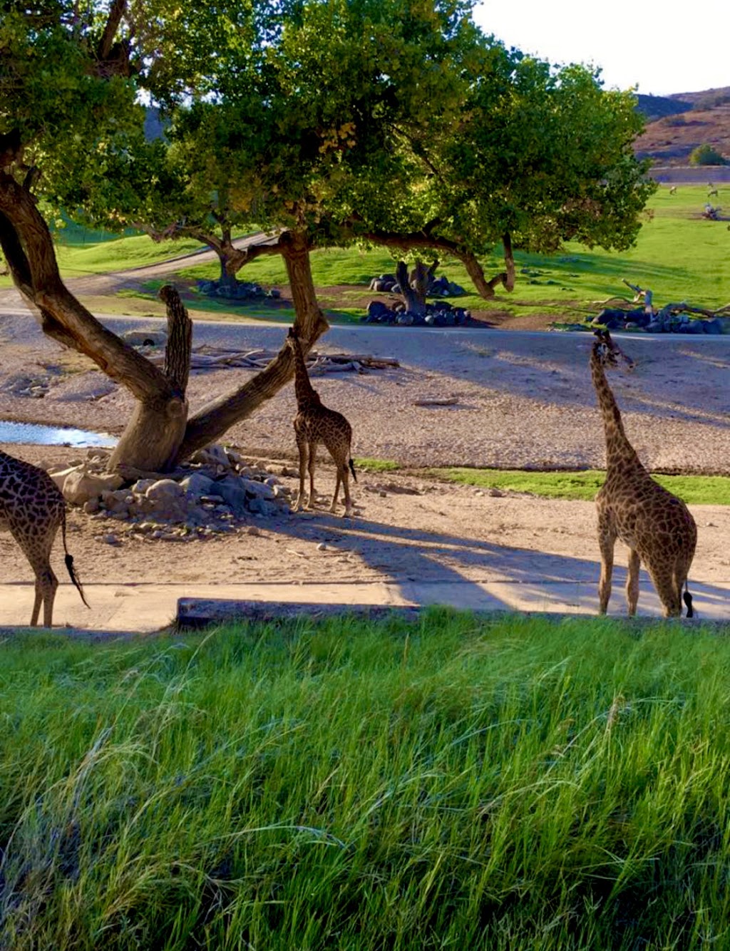 World Gardens | San Diego Zoo Safari Park, 15500 San Pasqual Valley Rd, Escondido, CA 92027, USA | Phone: (619) 231-1515