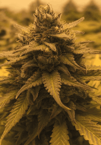Marijuana Grow Shop - Cannabis seeds | Blaeu Erf 7, 1012 PZ Amsterdam, Netherlands | Phone: 633 70 56 12