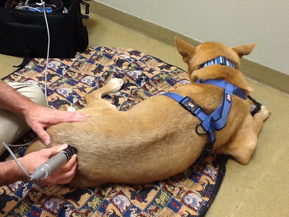 Animal Acupuncture Westside | 1111 Alameda Blvd NW Ste E, Albuquerque, NM 87114, USA | Phone: (505) 312-7454