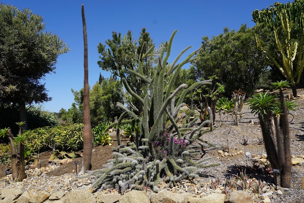 World Gardens | San Diego Zoo Safari Park, 15500 San Pasqual Valley Rd, Escondido, CA 92027, USA | Phone: (619) 231-1515