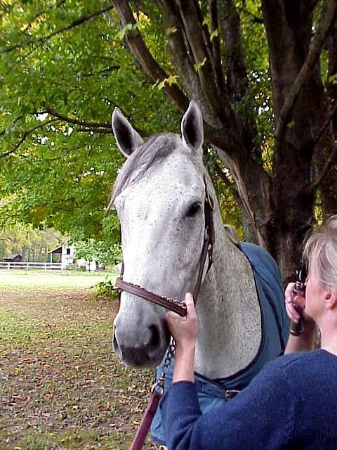 Royalton Equine Veterinary Services, PC | 7735 Chestnut Ridge Rd, Lockport, NY 14094, USA | Phone: (716) 629-8384