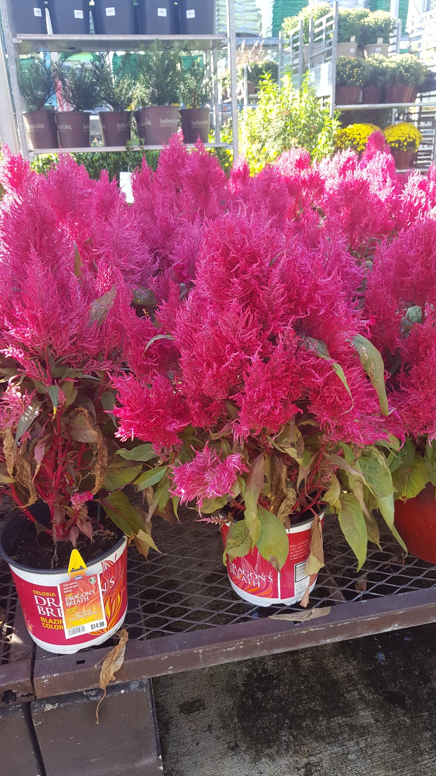 Lowes Garden Center | 474283 E State Rd 200, Fernandina Beach, FL 32034, USA | Phone: (904) 277-5000