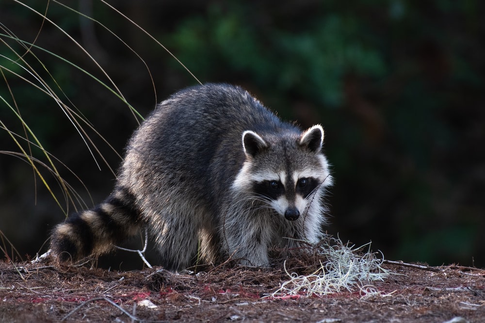 Pro Trap Wildlife Control & Pest Management | 6545 Howard Ave, LaSalle, ON N0R 1L0, Canada | Phone: (226) 350-7378