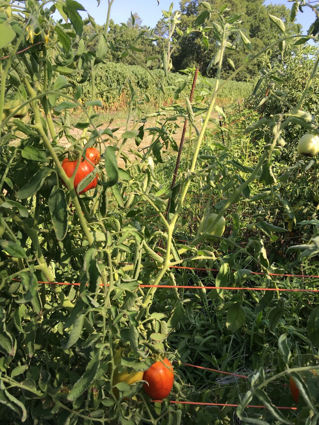 Marshalls Produce - Tomatoes & Such (closed for the 2020 season) | 95 Royce Webster Dr, Apex, NC 27523, USA | Phone: (919) 524-1414