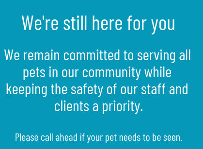 Wellesley Animal Hospital | 314 Weston Rd, Wellesley, MA 02482, USA | Phone: (781) 237-0066