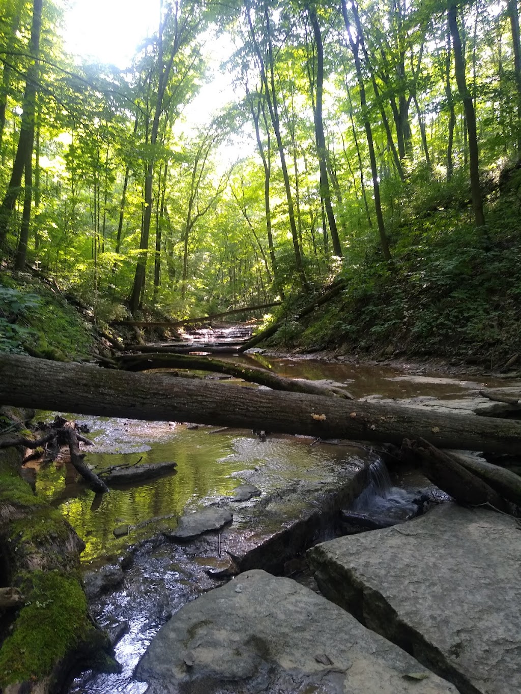 Halls Creek Woods State Nature Preserve | 3232 Mason Morrow Millgrove Rd, Morrow, OH 45152, USA | Phone: (614) 265-6561