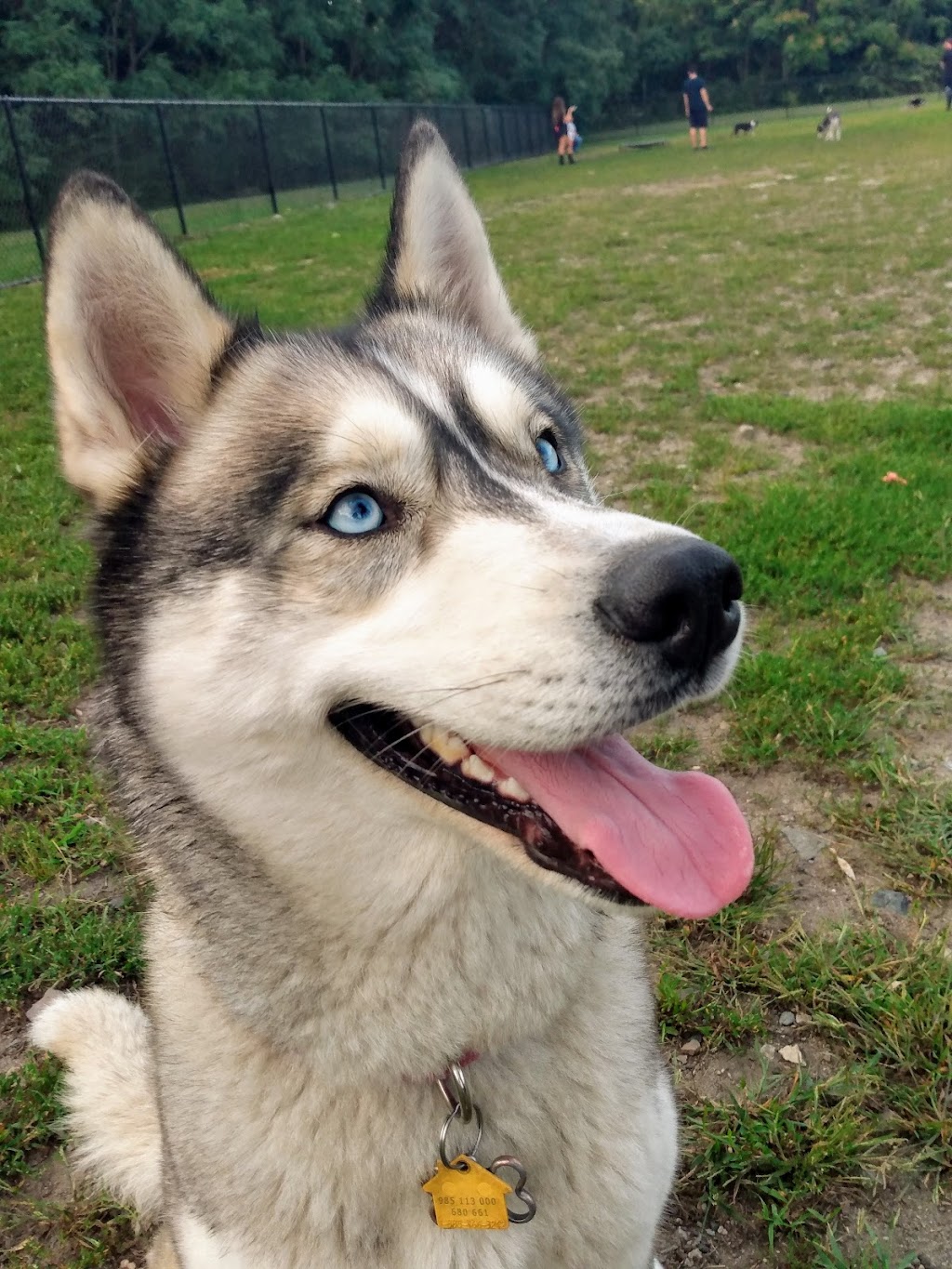 Barkland Ave Dog Park | Lynn, MA 01904, USA | Phone: (781) 599-1444