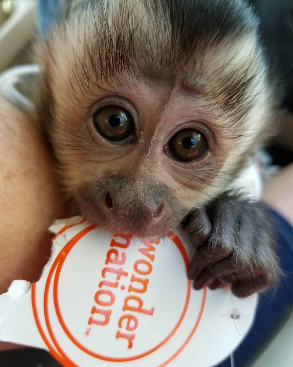 CAPUCHIN MONKEY FOR SALE | 6451moonhill Dr, Dallas, TX 75241, USA | Phone: (254) 244-2821