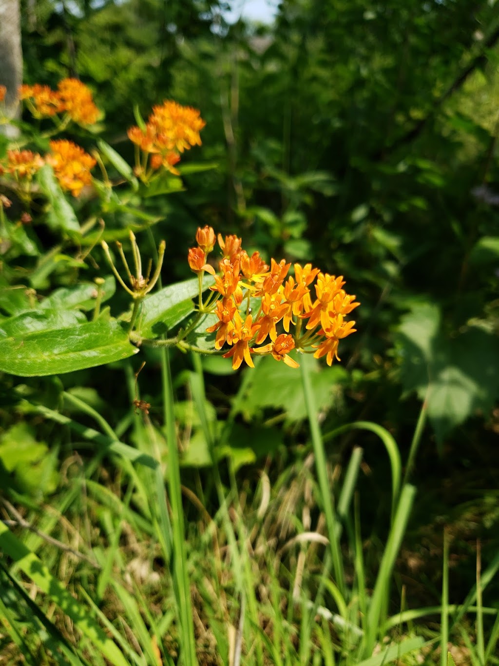 Sibley Prairie Nature Preserve - West Prairie | 26360 West Rd, Brownstown Charter Twp, MI 48134, USA | Phone: (734) 484-6565