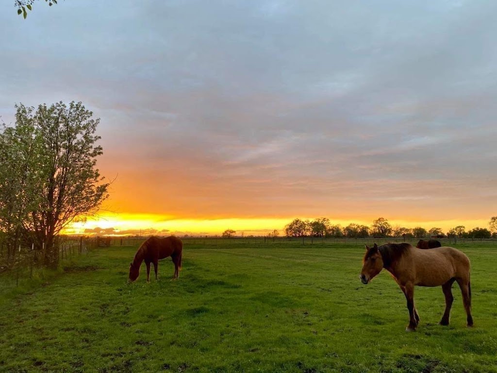 Trail Brothers Equestrian Facility | 8556 Gibson Ranch Park Rd, Elverta, CA 95626, USA | Phone: (916) 250-7272