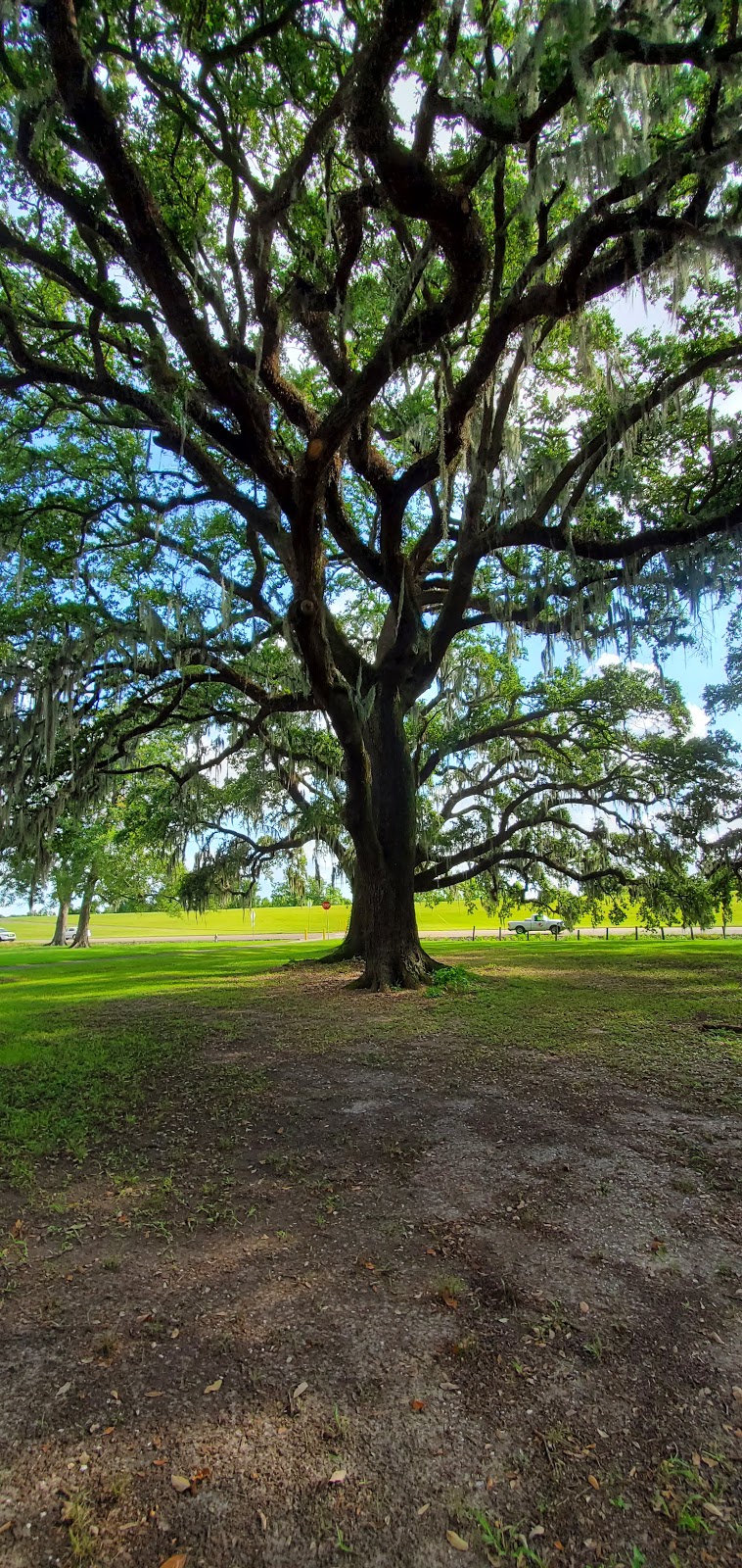 Jefferson Parish Library - Live Oak Library | 125 Acadia Dr, Westwego, LA 70094, USA | Phone: (504) 736-8475