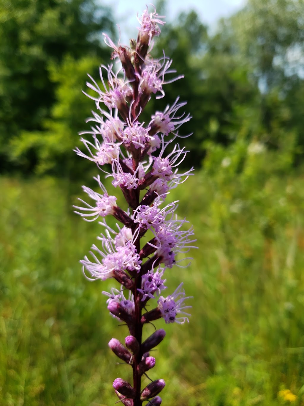 Sibley Prairie Nature Preserve - West Prairie | 26360 West Rd, Brownstown Charter Twp, MI 48134, USA | Phone: (734) 484-6565