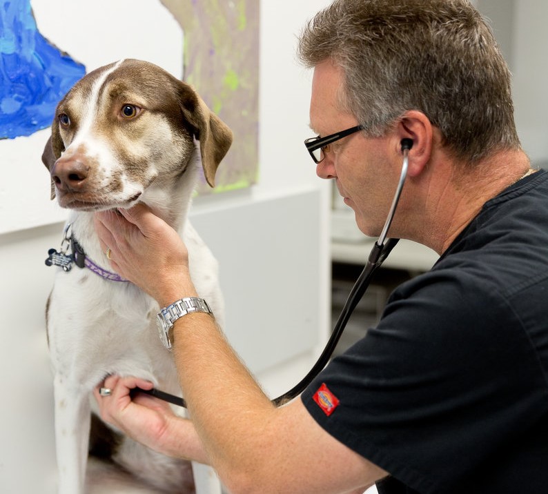 North Scottsdale Animal Hospital | 14870 N Northsight Blvd Suite #101, Scottsdale, AZ 85260, USA | Phone: (480) 368-1741