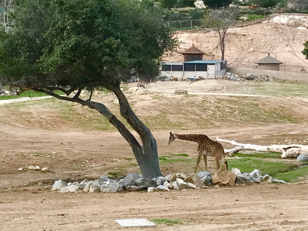 World Gardens | San Diego Zoo Safari Park, 15500 San Pasqual Valley Rd, Escondido, CA 92027, USA | Phone: (619) 231-1515