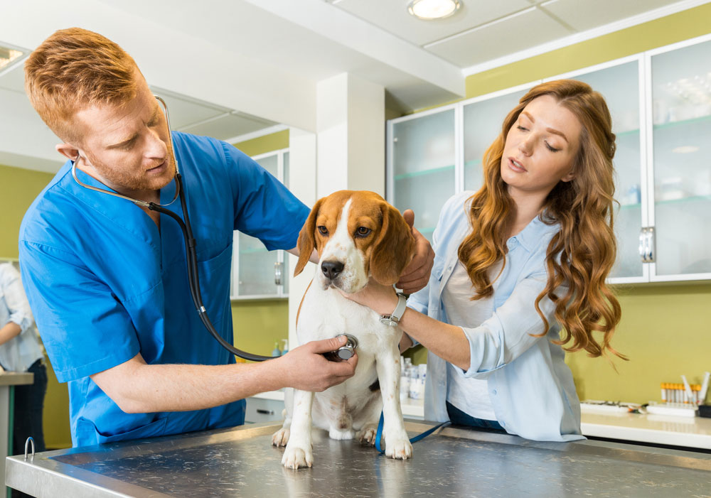 Affordable Veterinary Clinic | 4930 E Main St #2, Mesa, AZ 85205, USA | Phone: (480) 830-7729