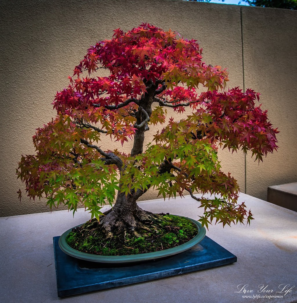 Pacific Bonsai Museum | 2515 S 336th St, Federal Way, WA 98003, USA | Phone: (253) 353-7345