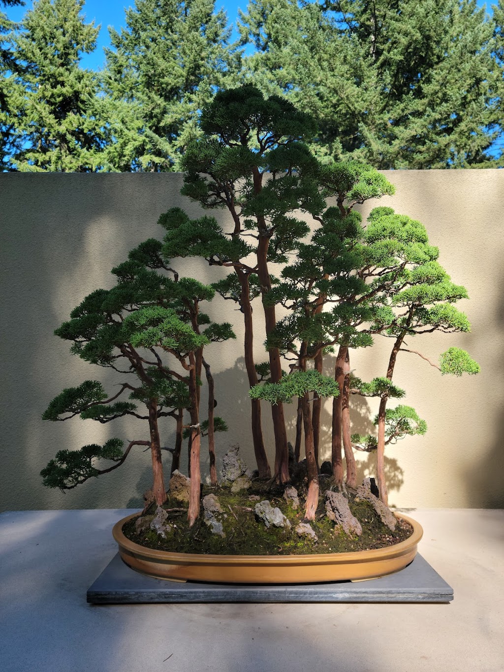 Pacific Bonsai Museum | 2515 S 336th St, Federal Way, WA 98003, USA | Phone: (253) 353-7345